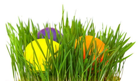 Easter eggs in green grass over white backgroundの写真素材