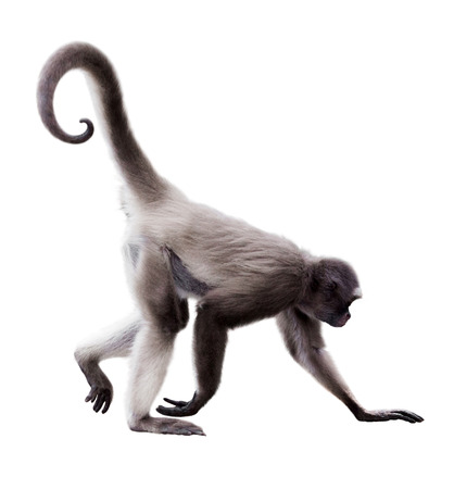 long-haired spider monkey (Ateles belzebuth). Isolated over white background long-haired spider monkey (Ateles belzebuth). Isolated over white background