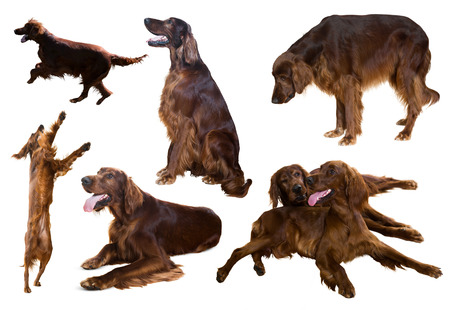 Set of Irish Setters, isolated on whiteの写真素材