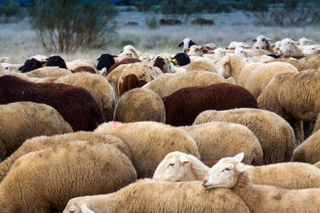 Flock of sheep in the pasture