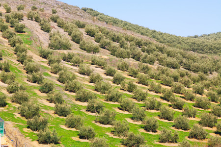 olives plant at agricultural fields in  winter dayの写真素材