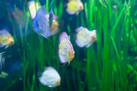 discus fish in  fresh  waterの写真素材