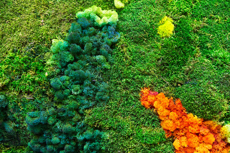 green background. Lichen on moss-grown surface close-upの写真素材