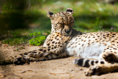 Cheetah  (Acinonyx jubatus) lying over groundの写真素材