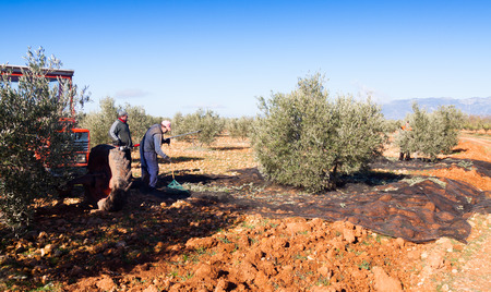 ANDALUSIA, SPAIN - DECEMBER 7, 2014: Men with tractor harvesting  black olives at  plantのeditorial素材