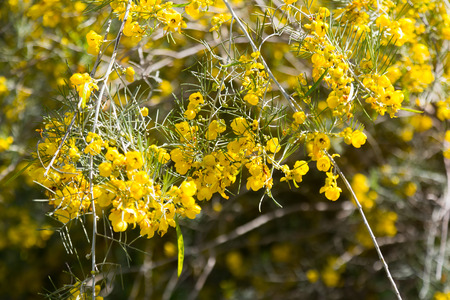 Closeup of blooming Silver Cassia in springの写真素材