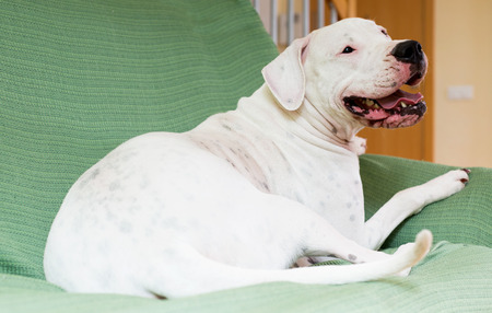 Dogo Argentino resting  at homeの写真素材