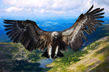 Flying eagle against   mountains backgroundの写真素材