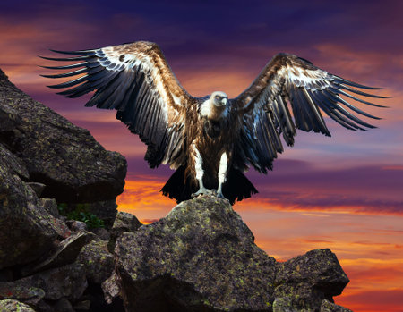 condor  sitting on stone against sunset sky background