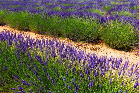 Plant of lavender  in sunny summer dayの写真素材