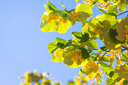 blossoming linden branch against  blue sky