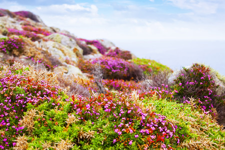 fine-leaved heath (Erica cinerea) plant at ocean  coast. Galicia, Spainの写真素材