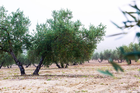 olives plant in  winter dayの写真素材