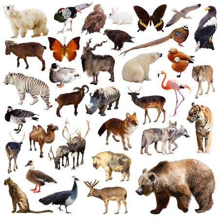 Brown bear and other asian animals. Isolated on white background Brown bear and other asian animals. Isolated on white background