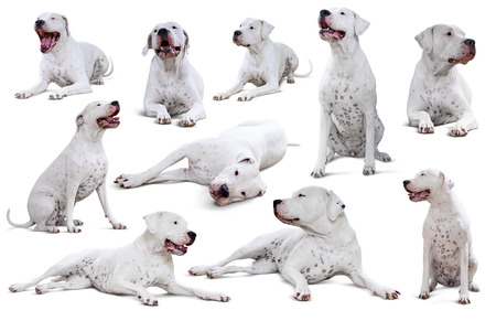 Set of Dogo Argentino, isolated on white background with shadeの写真素材