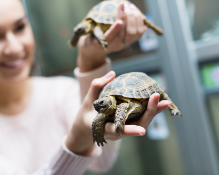 Portrait of young smiling cheerful woman holding turtles in handsの写真素材