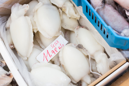 Fresh squids (calamari) in show-case at fish marketの写真素材