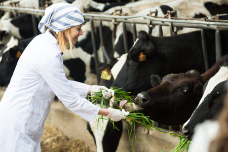 Female vet feeding cows herd in livestock farm and smiling