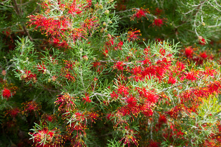 Close-up of red flowers of australian grevillea olivacea x thelemannianaの写真素材