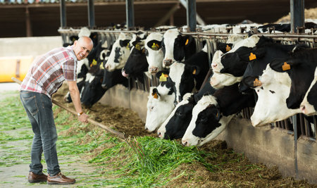 Smiling aged farmer in shirt feeding cows with grass at the farm