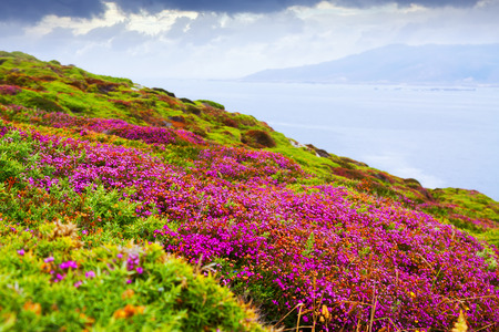 fine-leaved heath plant at ocean  coast.  Spainの写真素材