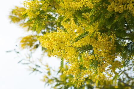 Branches of acacia dealbata with yellow flowers in spring parkの写真素材