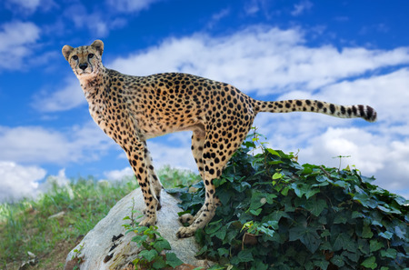 cheetah standing on stone with  sky in backgroundの写真素材
