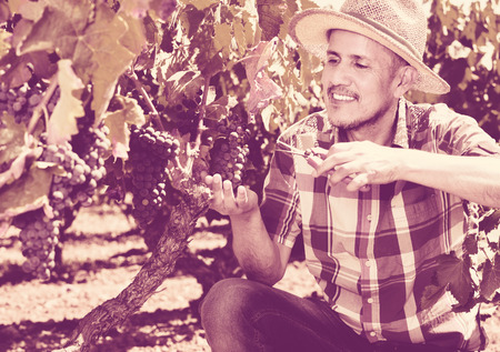 Happy mature male latino worker picking ripe grapes in vine gardenの写真素材