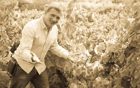 Portrait of glad man near grapes in vineyard at summertime