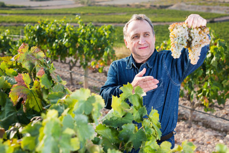 Diligent smiling mature man gathers grapes on vineyard