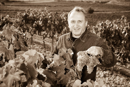Mature glad man gathers grapes on vineyard