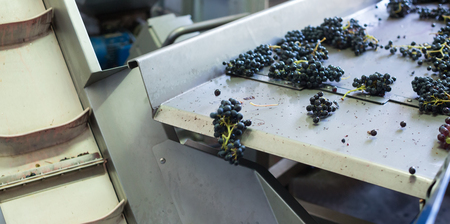 grape bunches on conveyer for vine or juice producingの写真素材