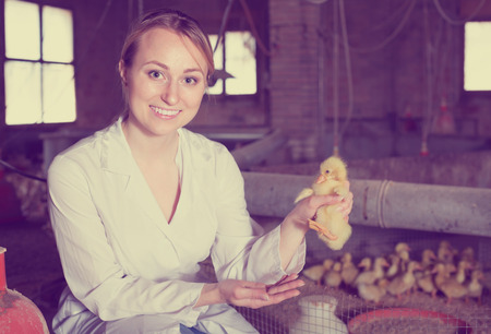 Cheerful young woman veterinarian with duckling on poultry farmの写真素材