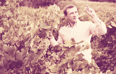 Young cheerful smiling vintner checking wine grape and leaves in summer dayの写真素材