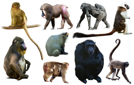 many different monkeys and other primates isolated on white backgroundの写真素材