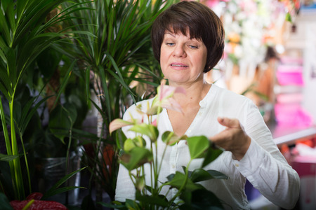 Female client looking at red anturion to buy in flower shopの写真素材