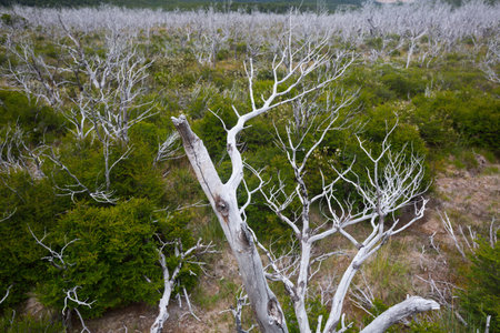 Forest views with green crooked trees and shrubs in summer