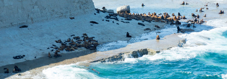 Rookeries of sea lions at coast of Valdes Peninsula in Argentinaの写真素材