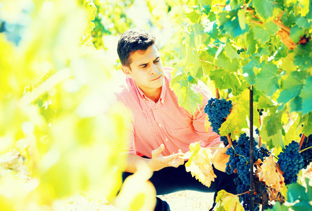 Young man harvesting ripe grape in farm at summertimeの写真素材