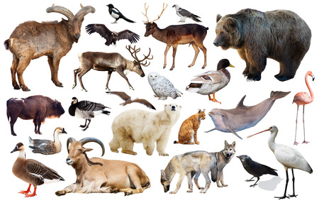 Set of bear and other european animals. Isolated on white background with shadeの写真素材