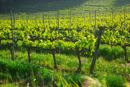 Green european vineyards located among mountains, hills, meadowsの写真素材