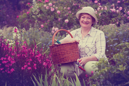smiling senior woman gardener with horticultural tools working with pink flowers in gardenの写真素材