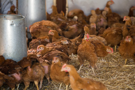 View on crowded laying brown chickens on poultry farm