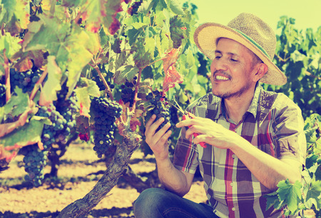 Happy glad diligent mature male latino worker picking ripe grapes in vine gardenの写真素材