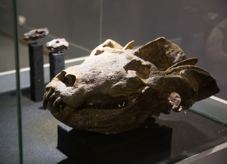 ISCHIGUALASTO, CHILE â FEBRUARY 12, 2017:  Remains of various dinosaur species in the Museum of Natural Sciences in Ischigualasto Provincial Park. Ischigualasto, Chileのeditorial素材