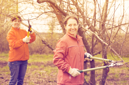 Two women trimming a bough of an apple treeの写真素材