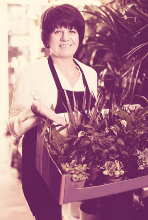 Smiling elderly shop assistant showing variety of green plants in flower shopの写真素材