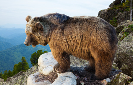 Brown bear on stone of rockの写真素材