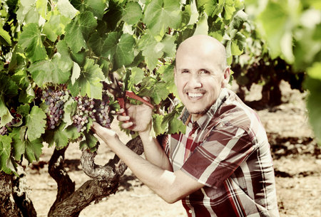 Mature cheerful latino man picking ripe grapes on the vineyard on sunny day