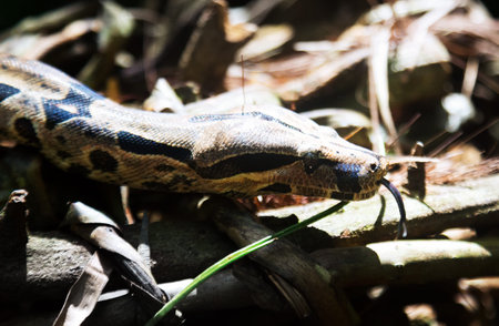 Boa constrictor one of famous non-venomous snakes
